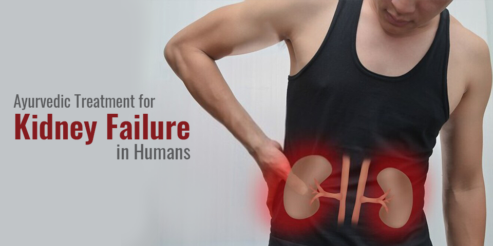Ayurvedic Treatment for kidney failure in humans