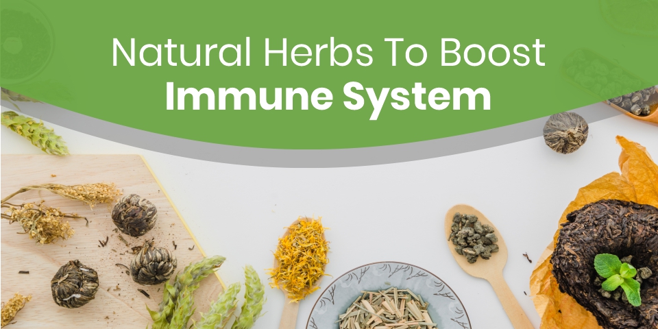Natural Herbs to Boost Immune System