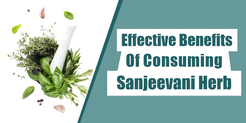 ayurvedic sanjeevani herbs