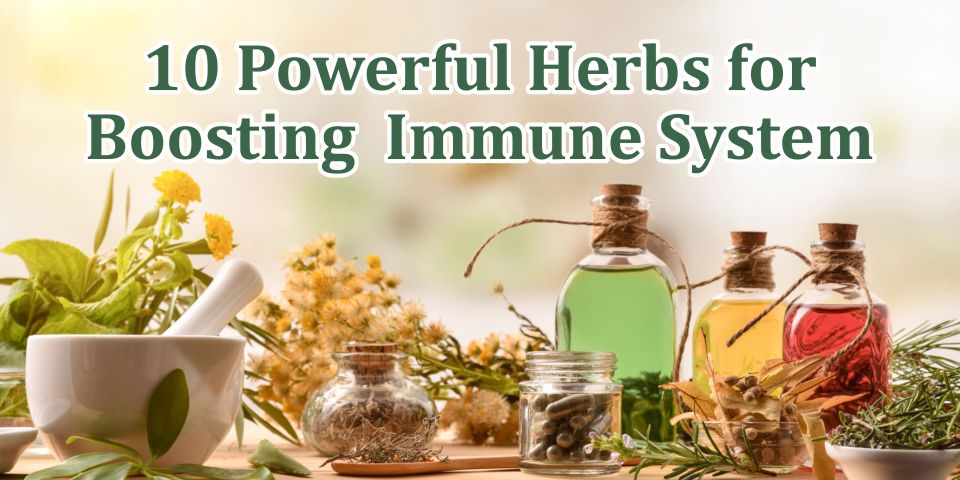 Herbs for Boosting Immune System